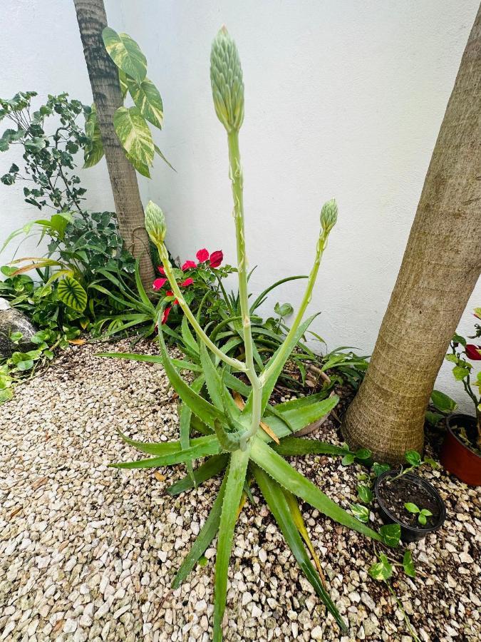 Hotel Nicte Ha Tulum Eksteriør billede